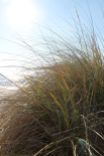 8.dune grass