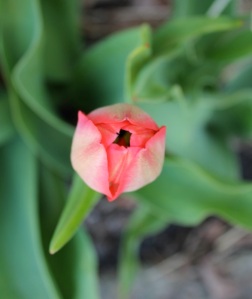 9.tulip opening