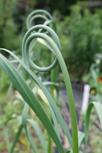 garlic scapes curling